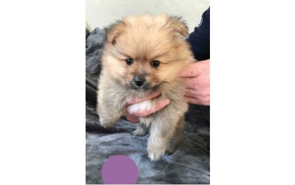 pomeranian puppy gumtree